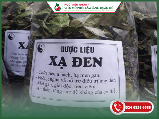 xạ đen trị bệnh gan