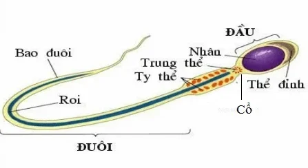 cau tao tinh trung e1597220791698