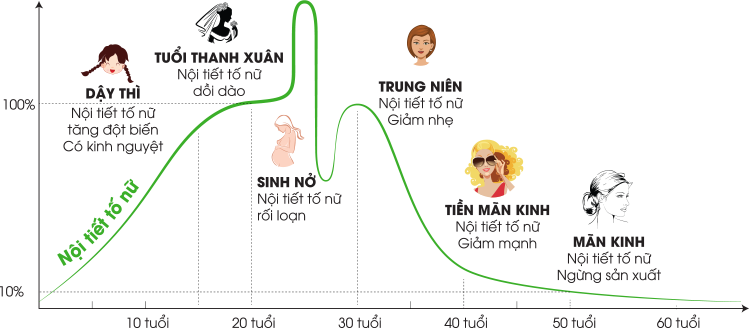 Estrogen la gi Vai tro y nghia va cach bo sung estrogen 1