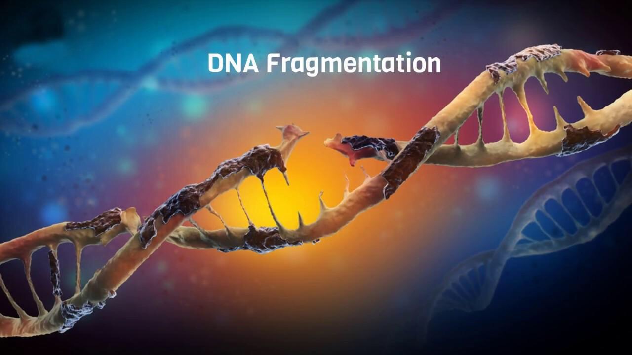 phan manh dna tinh trung biomedic 4