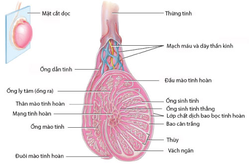 cau tao tinh hoan va qua trinh sinh tinh o nam gioi hinh anh