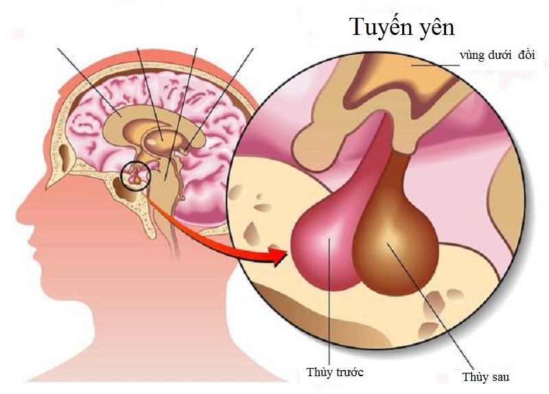 20200429 xet nghiem FSH 1