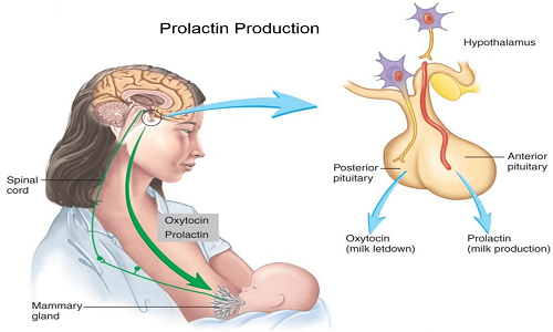 hormone prolactin lam tang luong sua me