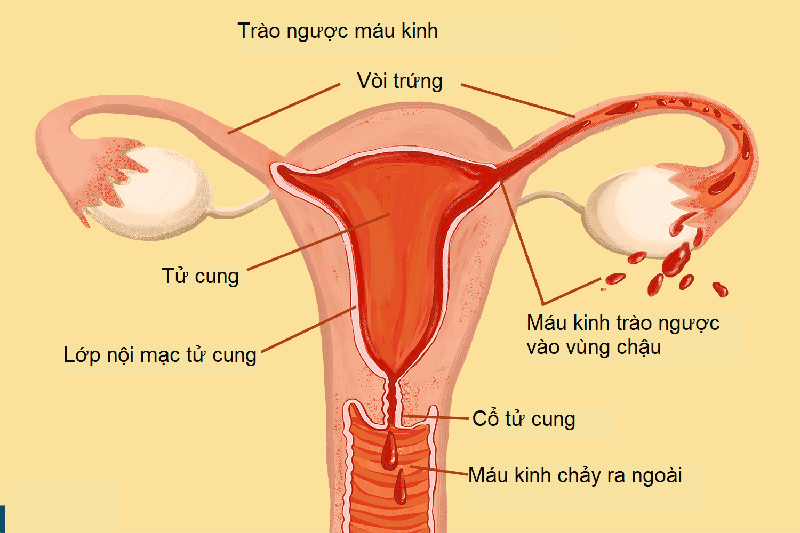 20211216 lac noi mac tu cung la gi 3 2