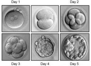 phuong phap ho tro chon loc va lua chon phoi 1