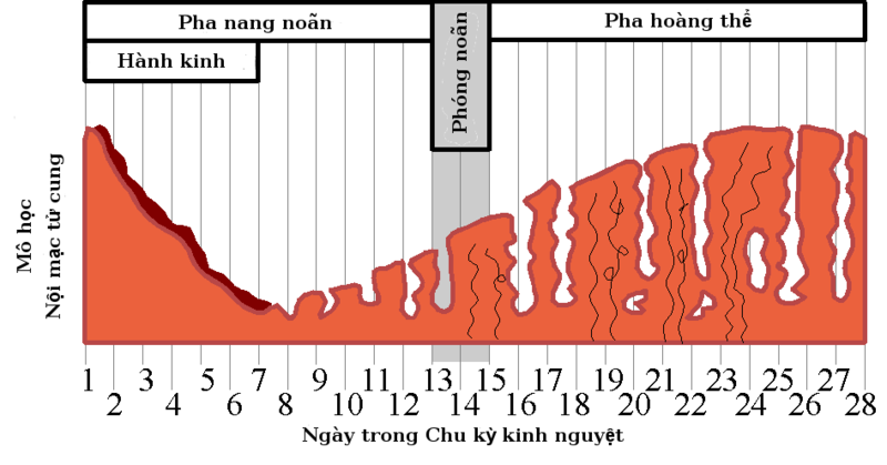 20200822 niem mac tu cung day 03 2