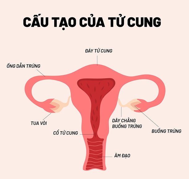 Cấu tạo tử cung