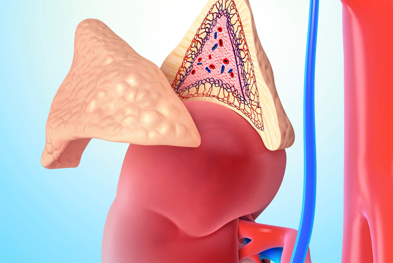 Tuyến thượng thận