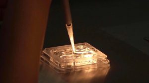 Nuôi cấy phôi Lab