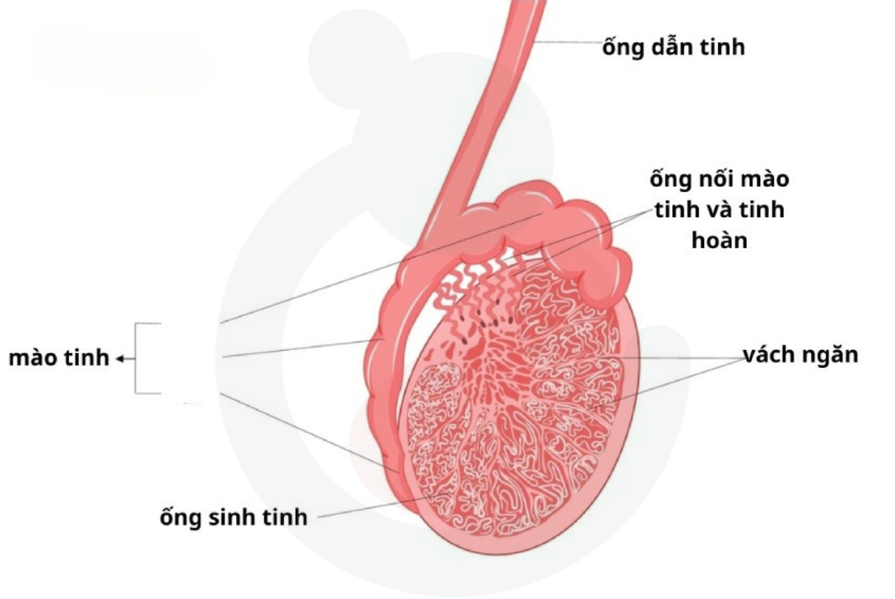 Mặt cắt tinh hoàn