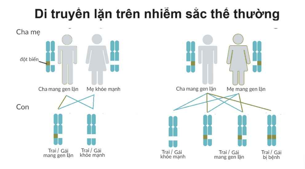 Di truyền gen lặn