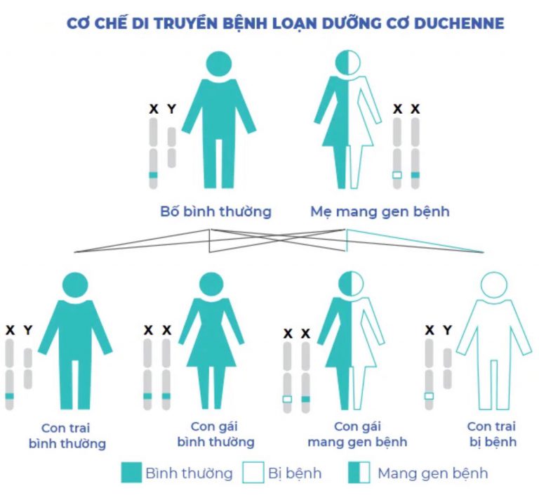 Cơ chế di truyền bệnh loạn dưỡng cơ Duchenne