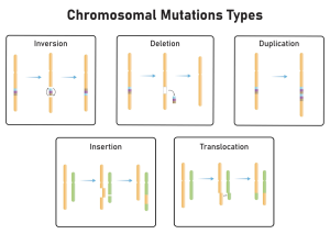 Chuyển đoạn NSt